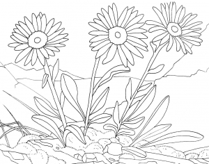 Flores en un jarrón - Flores - Dibujos para colorear para niños