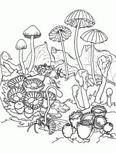 Desenho de Cogumelos para Colorir - Colorir.com