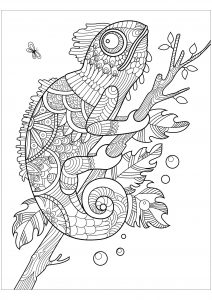 Desenho de camaleão bonito para colorir  Desenhos para colorir e imprimir  gratis